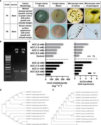 ACC deaminase-producing endophytic fungal consortia promotes drought stress tolerance in M.oleifera by mitigating ethylene and H2O2